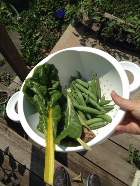Today's harvest: English peas (green arrow) and Swiss chard.