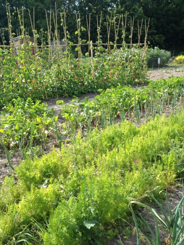 Beautiful bean structure in the background