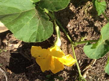 The biggest little squash, awaiting bees.