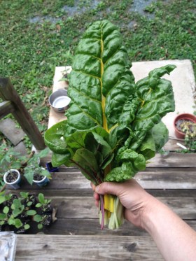 Swiss chard is the star today, but you can see some tomatoes and eggplants awaiting their turn in the wings.